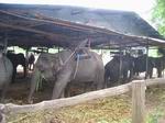 Elephant pen