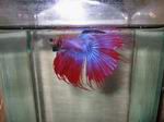 Thai Fighting Fish