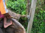elephant grabbing food